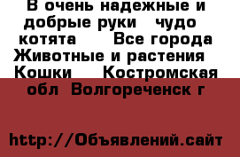 В очень надежные и добрые руки - чудо - котята!!! - Все города Животные и растения » Кошки   . Костромская обл.,Волгореченск г.